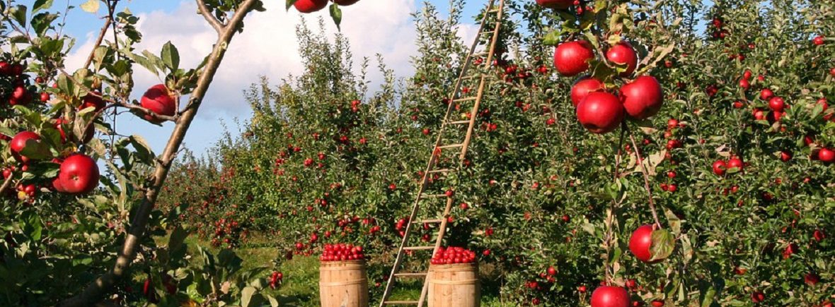 Praxisseminar Obstbaumschnitt Im Wangeliner Garten Lubzer Land